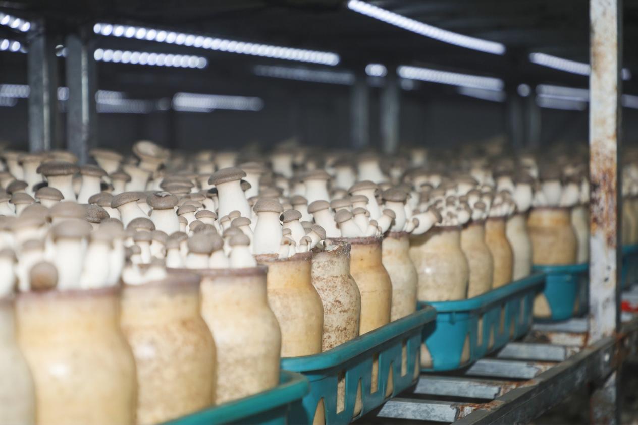 學(xué)以致用助力鄉(xiāng)村振興 西海岸新區(qū)網(wǎng)信新農(nóng)人活動成果豐碩，藍(lán)莓酒香飄四方